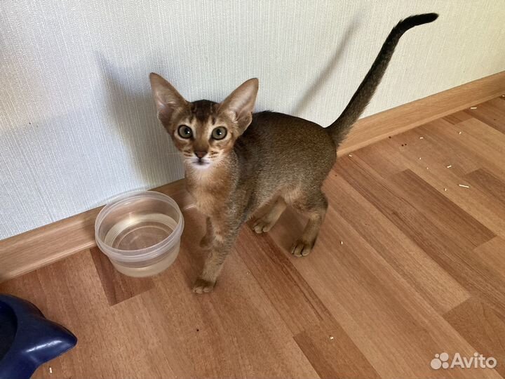 Абиссинская