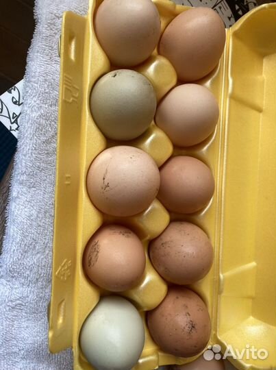 Домашние куриные яйца