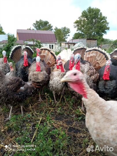 Индюки на племя