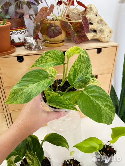 Эпипремнум Марбл квин, Неон