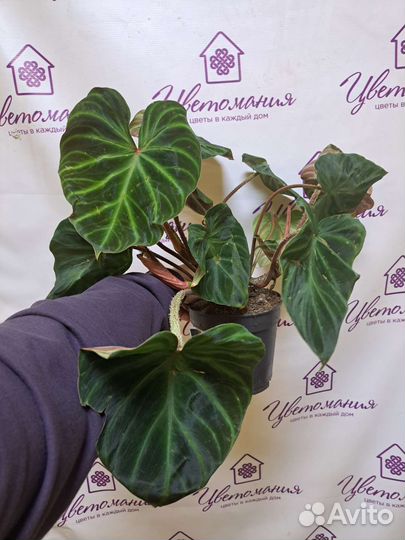 Филодендрон, Хойя, Фикус, сингониум и др