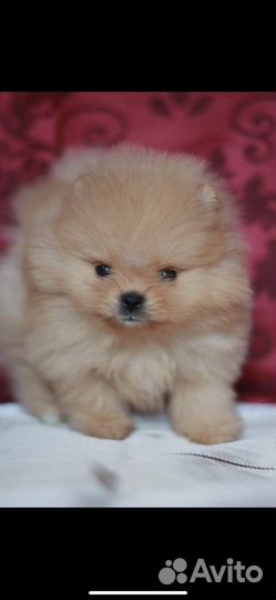 Самые красивые шпицы