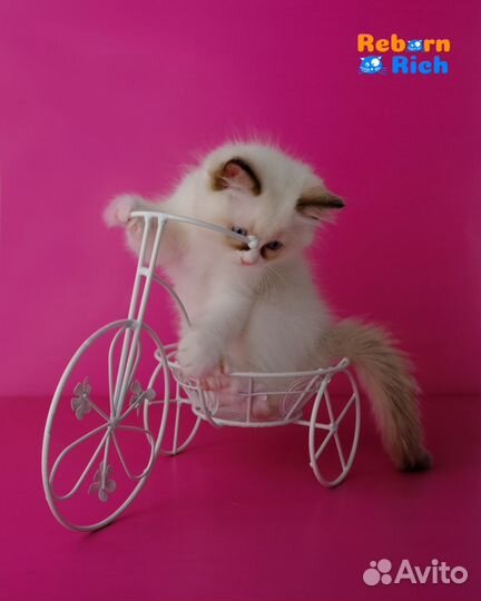 Ragdoll девочка