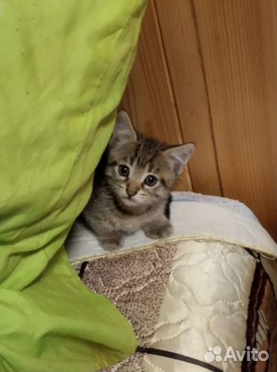 Котята табби