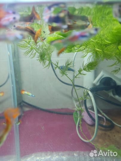 Аквариумные рыбки сомики, гуппи, улитки большие