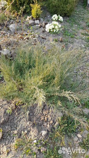 Можжевельники, декоративные кустарники