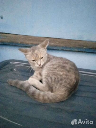 Дымчатый котенок (кошечка)