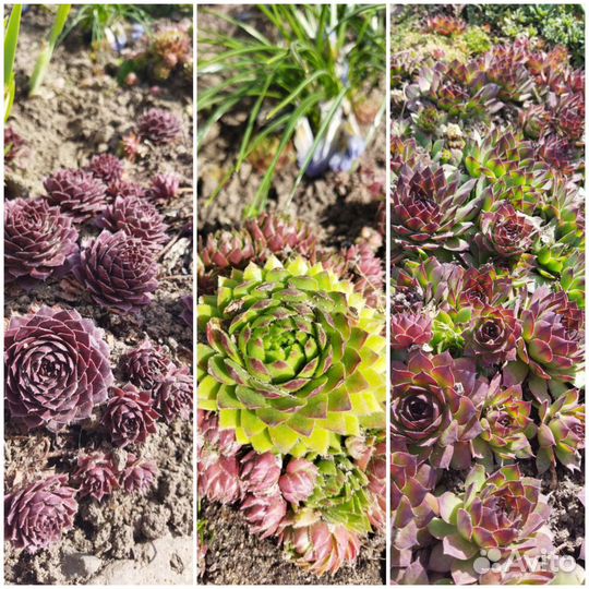 Почвопокровники,примулы,многолетники