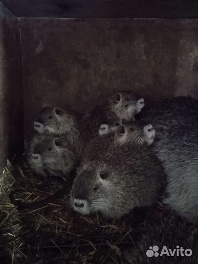 Мускусные утки,нутрии,индюшата,гусята,утята