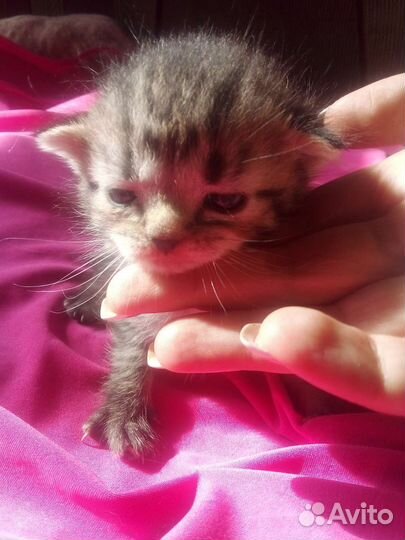 Котята помесь