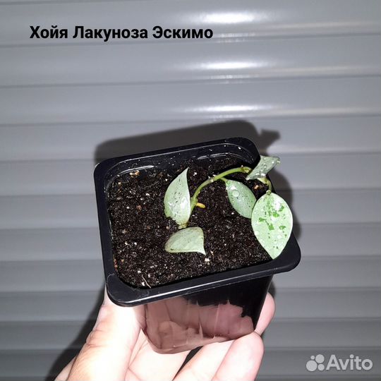 Комнатные цветы. Хойя