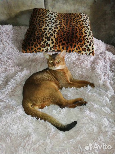 Абиссинская