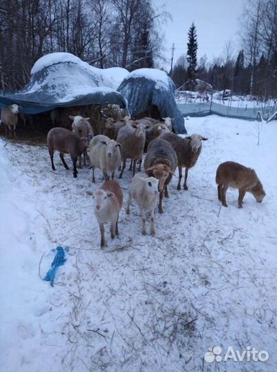 Катумские бараны