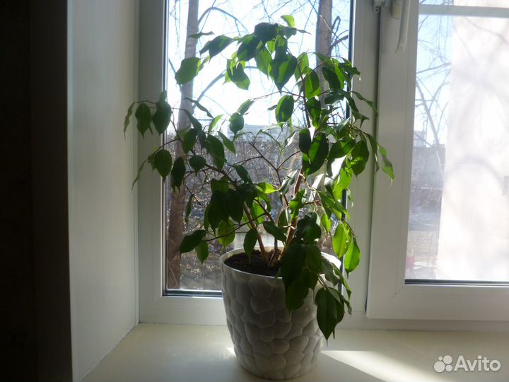 Фикус бенджамина