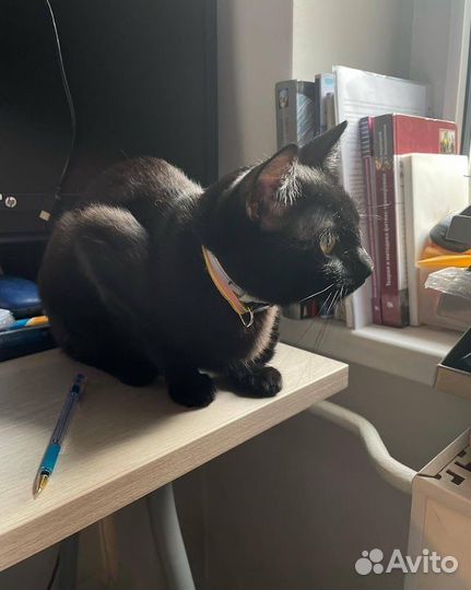 Передержка домашних животных