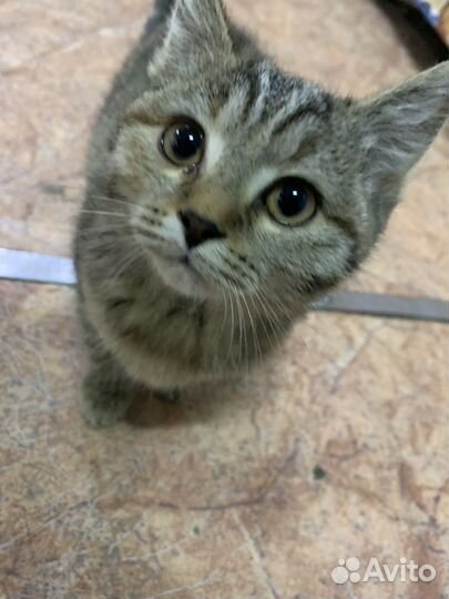 Кошка в дар