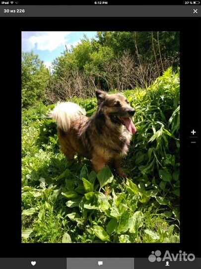 Очаровательный небольшой пес Мишка ищет дом