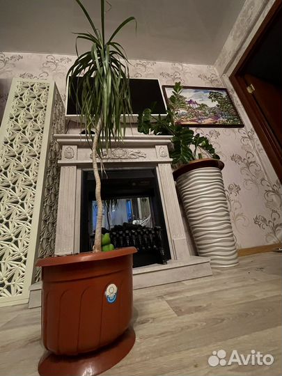 Пальма драцена