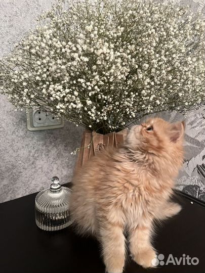 Персидский котенок