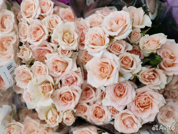 Кустовые пионавидные розы