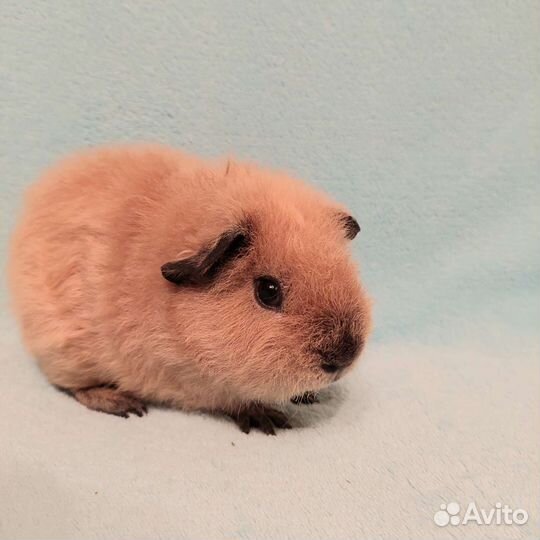 Плюшевые медвежата Рексики