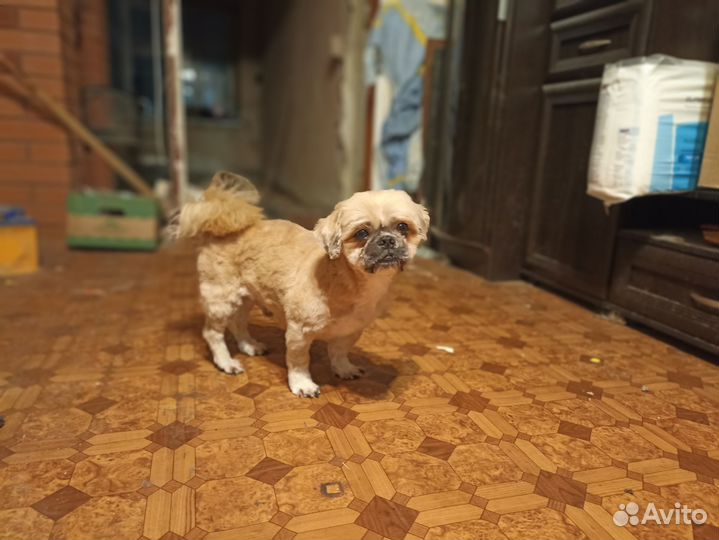 Собака ши-тцу