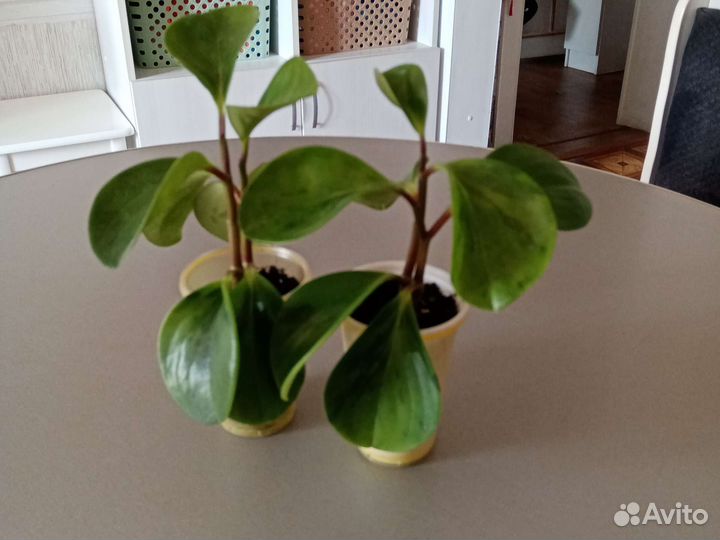 Продам детки растений