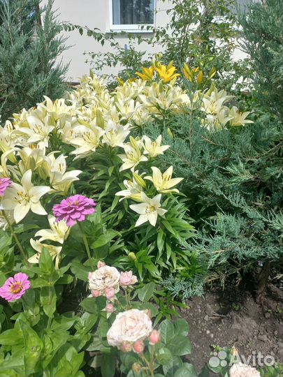 Лилия крупная