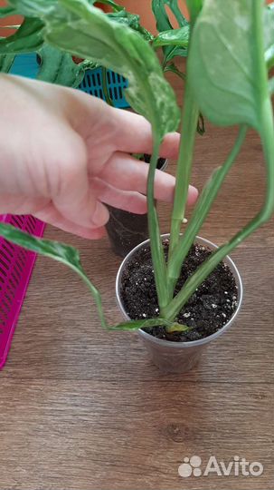 Монстера вариегатная Индо Минт