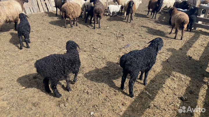 Продаются ягнята 2024 года