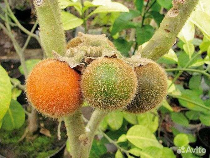 Саженцы - Наранхилла (луло)