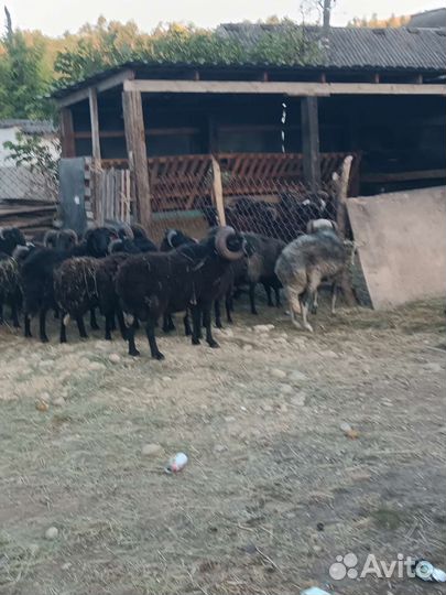 Курдючные бараны овцы