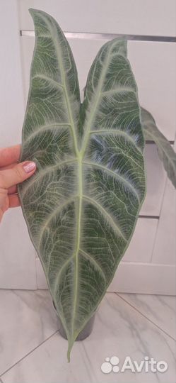 Алоказия Лонгилоба Сильвер (Кортхалси Грандис)