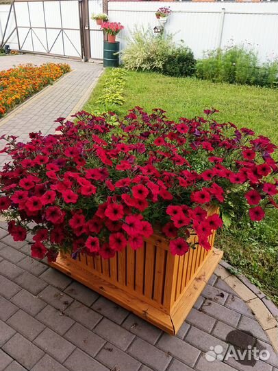 Петуния сортовая