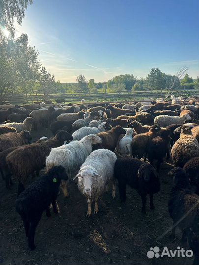 Продается стада овцы эдильбаевской порода