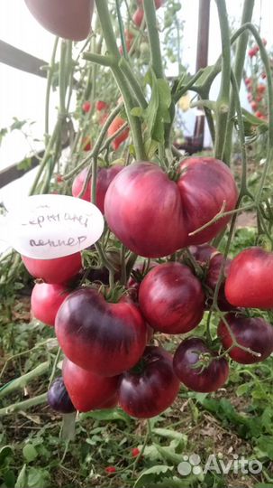 Семена редких сортов томатов