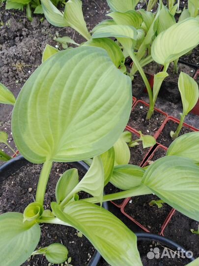 Хоста голд стандарт, золотой стандарт