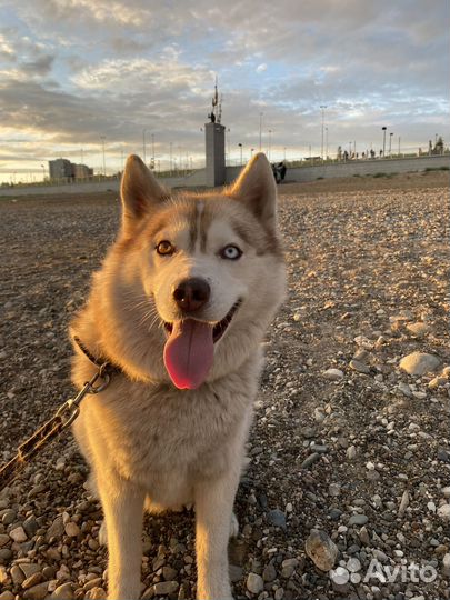 Сибирский хаски
