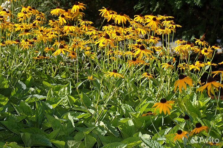 Многолетники