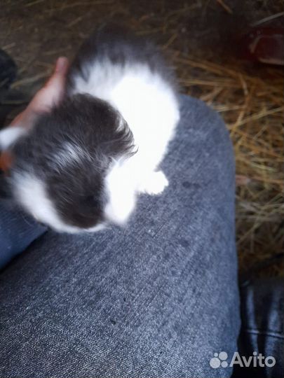 Котята бесплатно
