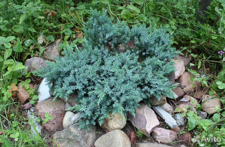 Можжевельник чешуйчатый Блю Свид