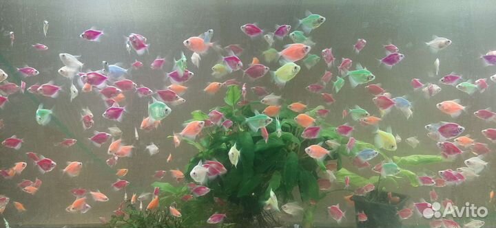 Аквариумные рыбки