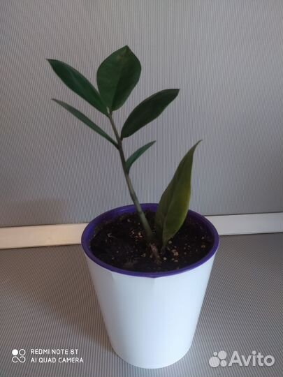 Замиокулькас