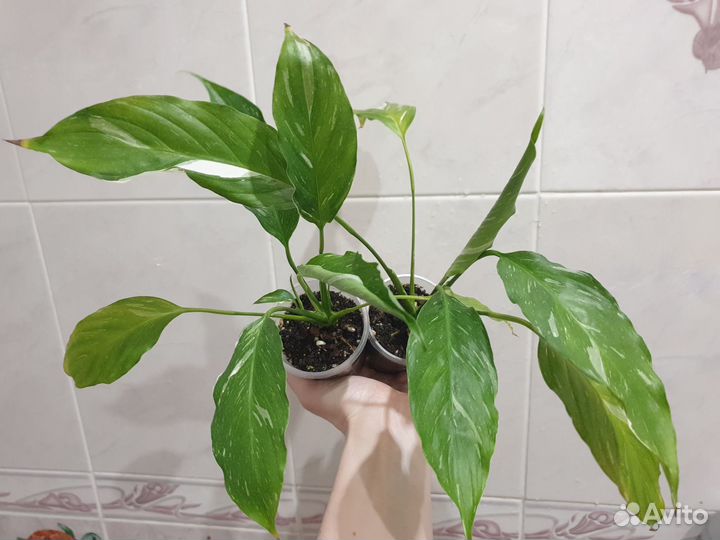 Спатифиллумы