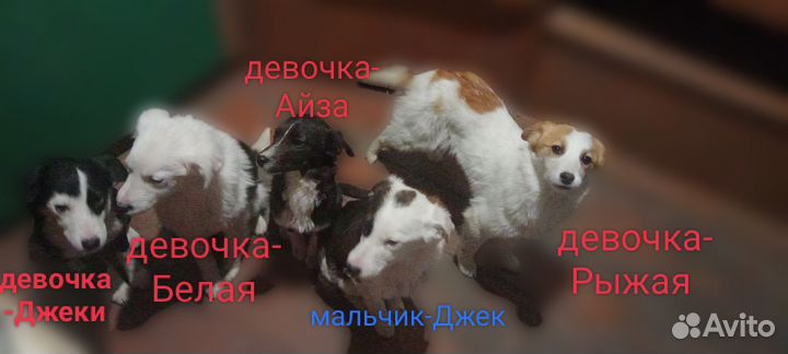 Щенки в добрые руки