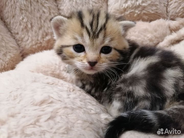 Шотландские котята