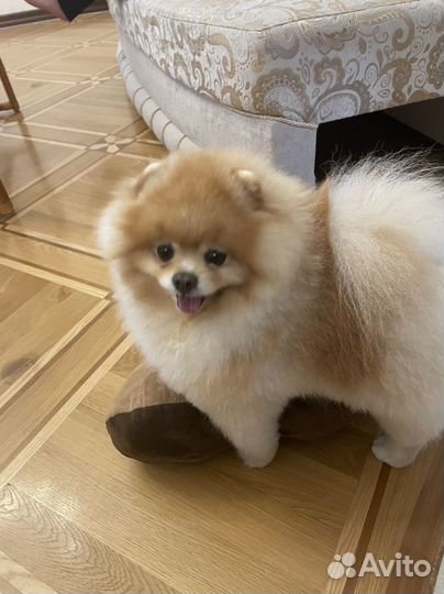 Померанский шпиц мини
