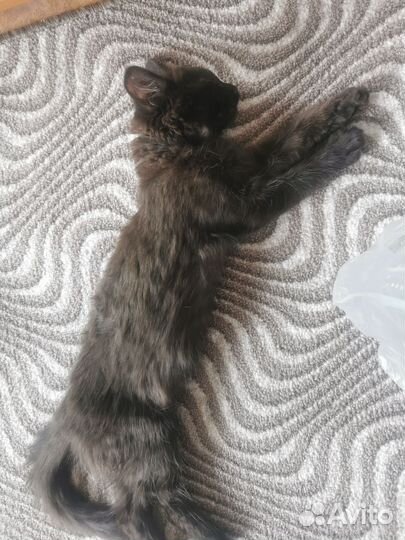 Отдам котенка
