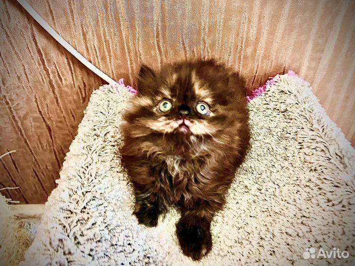 Шотландская прямоухая кошка