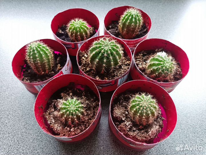 Кактусы дети цветущего кактуса